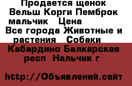 Продается щенок Вельш Корги Пемброк мальчик › Цена ­ 65 000 - Все города Животные и растения » Собаки   . Кабардино-Балкарская респ.,Нальчик г.